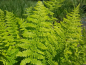 Preview: Athyrium filix-femina - Frauenfarn